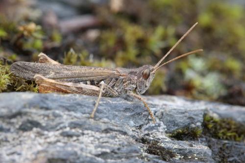 Réf. 214 768 : Chorthippus brunneus brunneus
